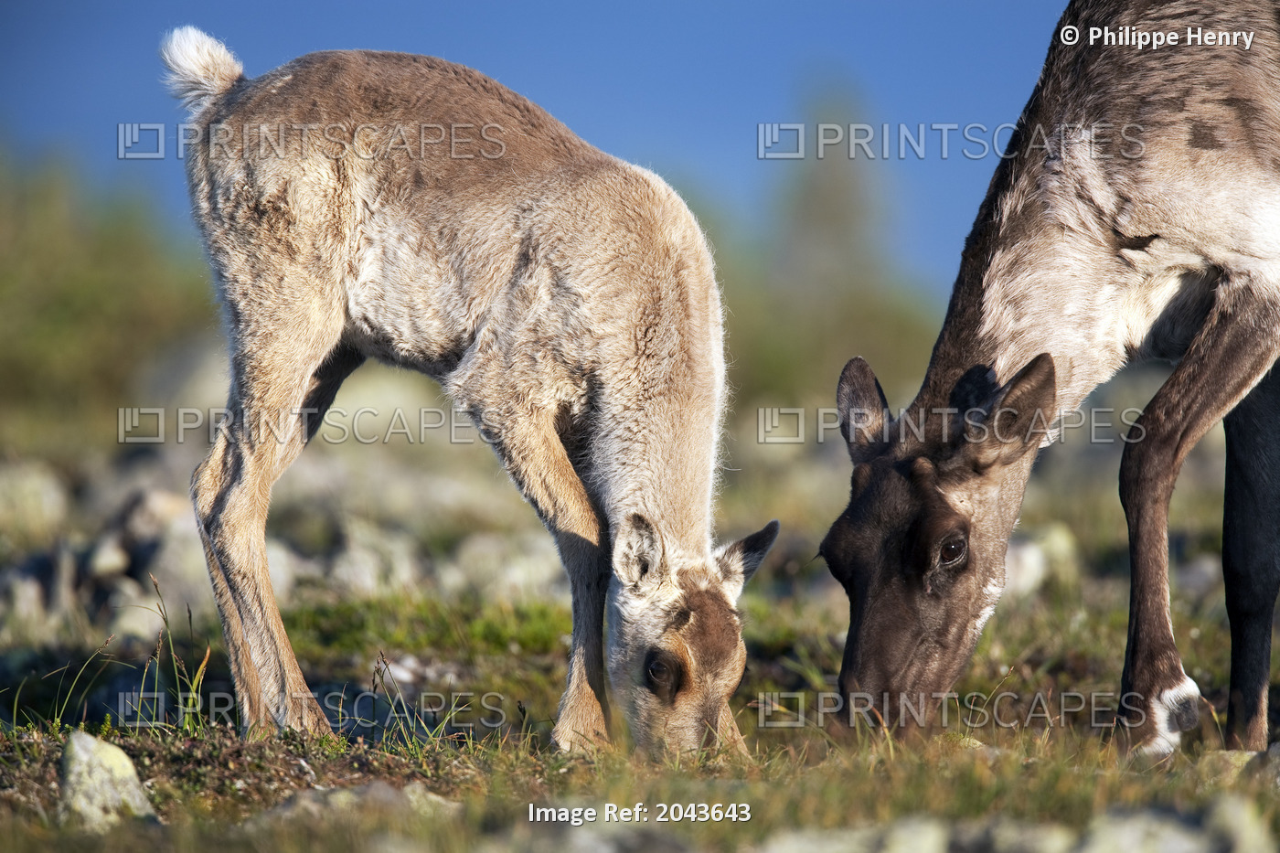 Caribou. Two Month Old Calf Standing Close To His Mother. Calf Feeding With ...