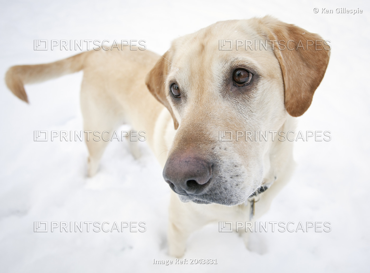 Portrait Of A Yellow Labrador Retriever Dog Standing In Snow. Winnipeg, ...