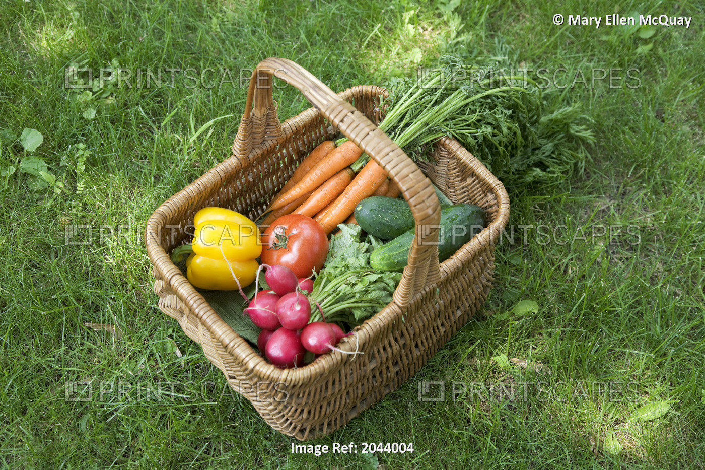 Basket Of Fresh Garden Vegetables, Ontario