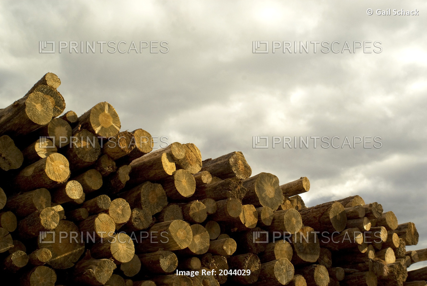 Cedar Logs Piled At Sawmill Near Kamloops Bc With Grey Cloudy Sky In Background.