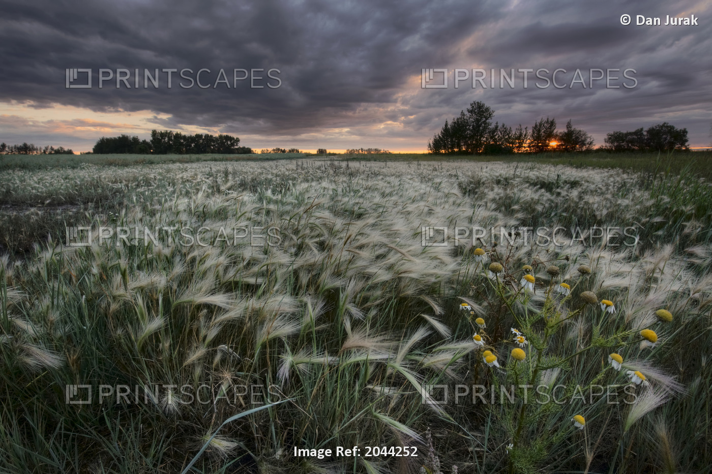 A Summer Sunrise With Storm Clouds Over A Field Of Foxtails On A Farm In ...