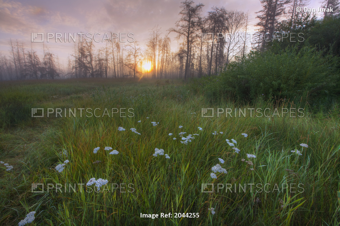 Prairie Wildflowers On The Edge Of A Recovering Forest Fire Burn During A ...