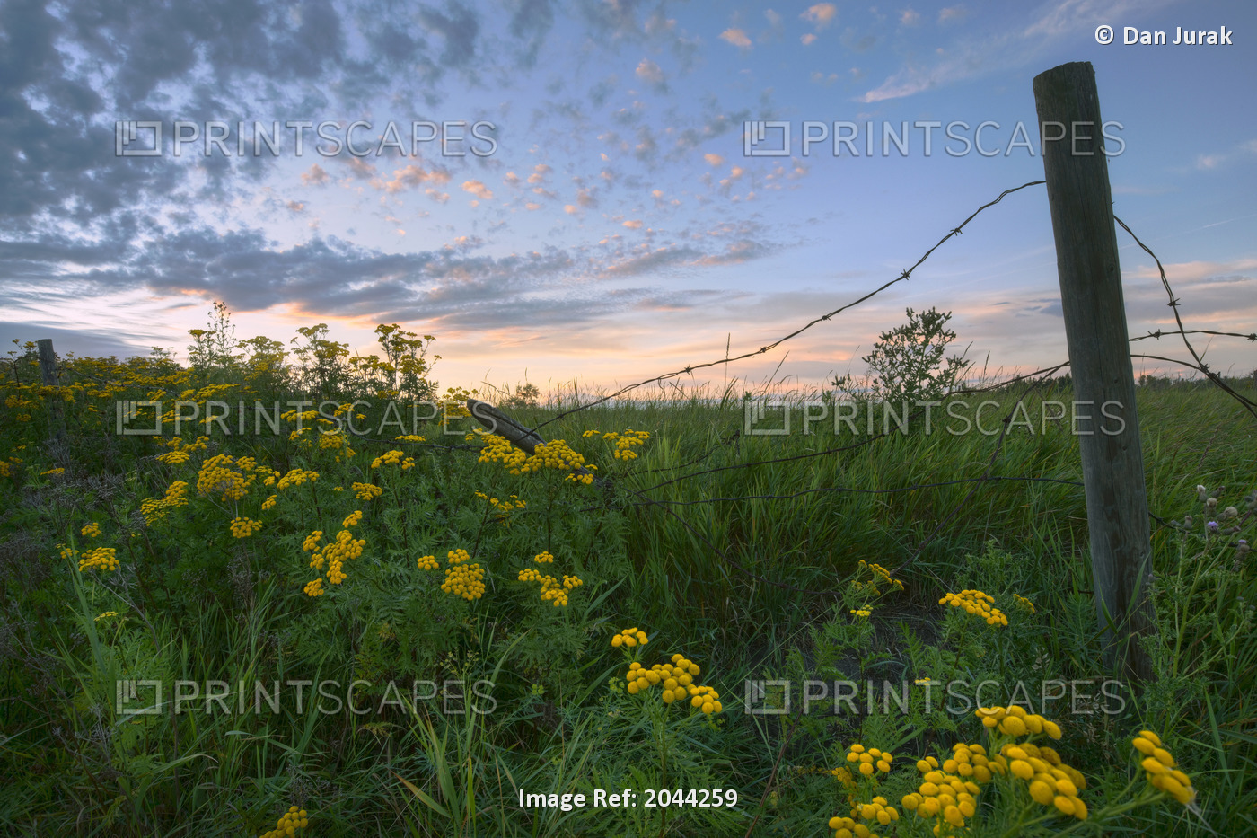 A Summer Evening Sky With Yellow Tansy Flowers And Barbed Wire Fence On A Farm ...