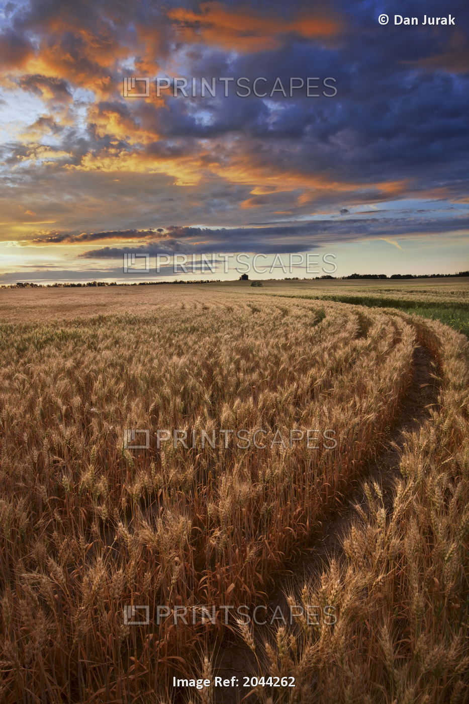 Sunrise Over A Barley Field On A Farm In Central Alberta