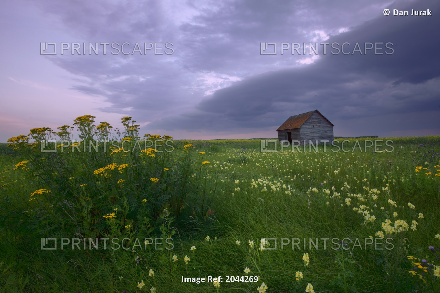 Prairie Wildflowers And An Old Farm Granary Under A Summer Storm In Central ...