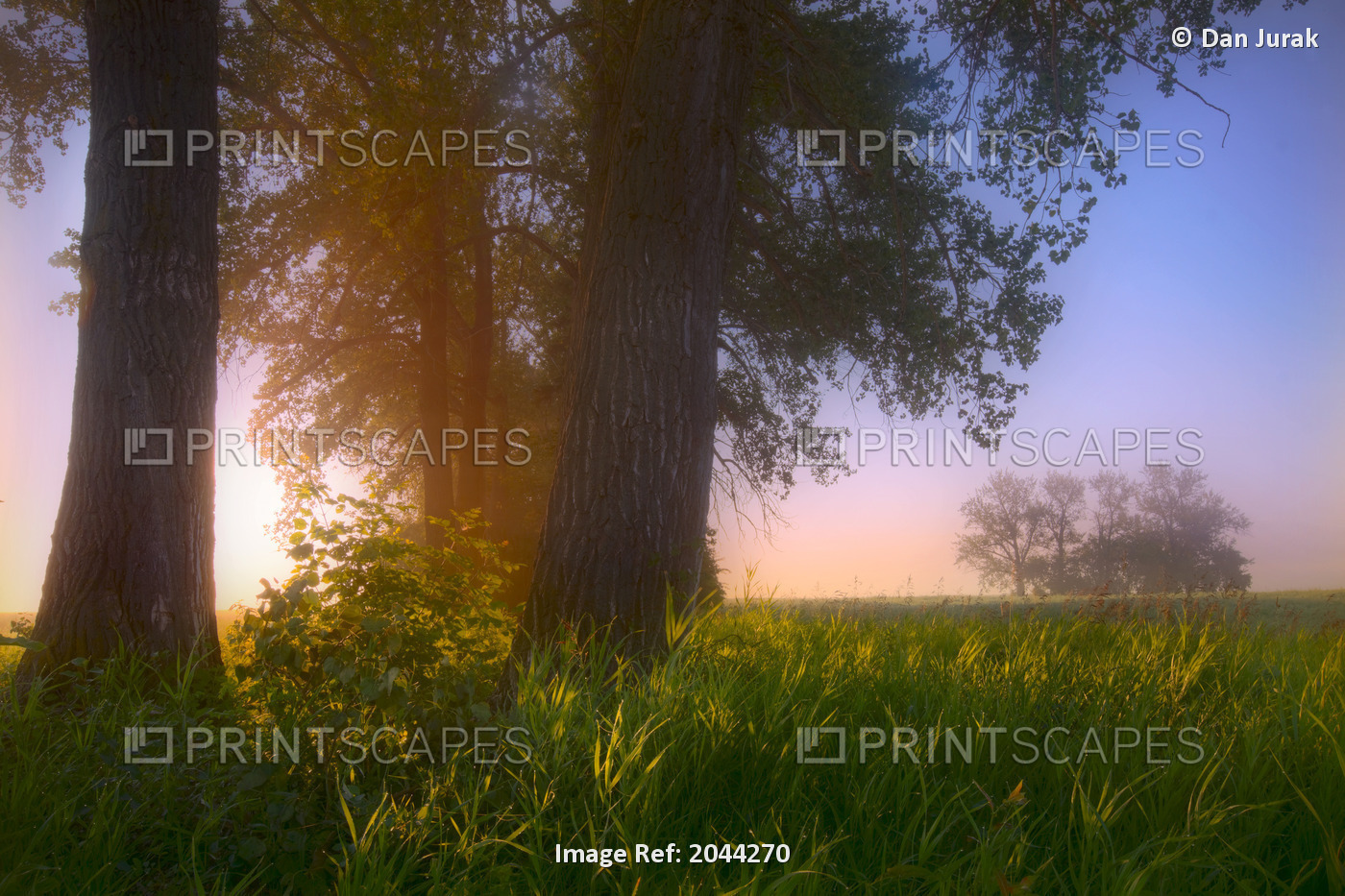 Sunrise Streaming Through Foggy Trees On A Farm During The Summer In Central ...