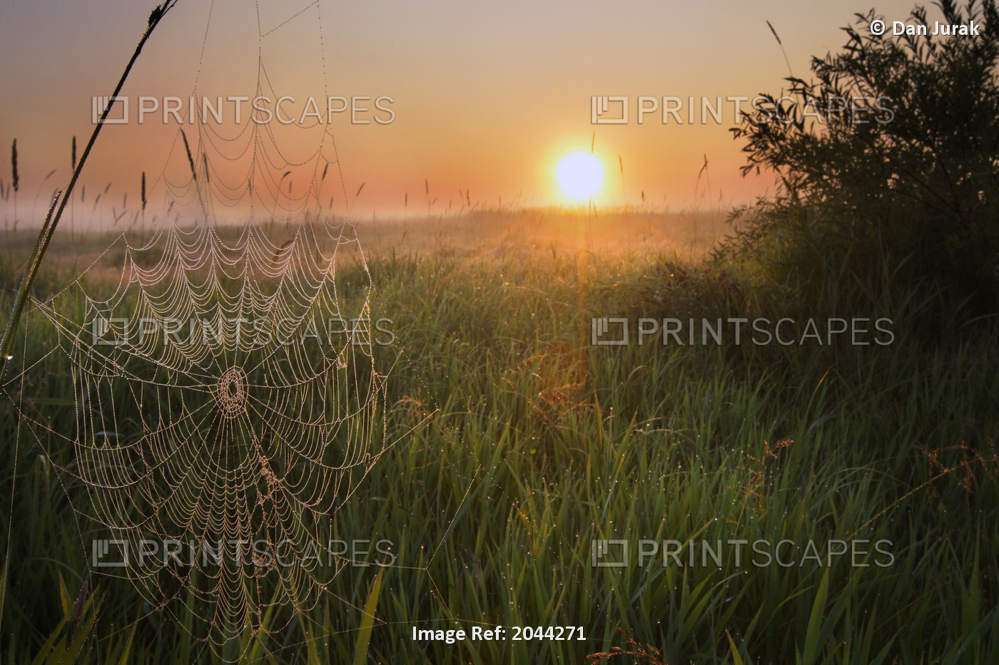 Sunrise On A Dew-Covered Cattle Pasture With Spider Web In Central Alberta