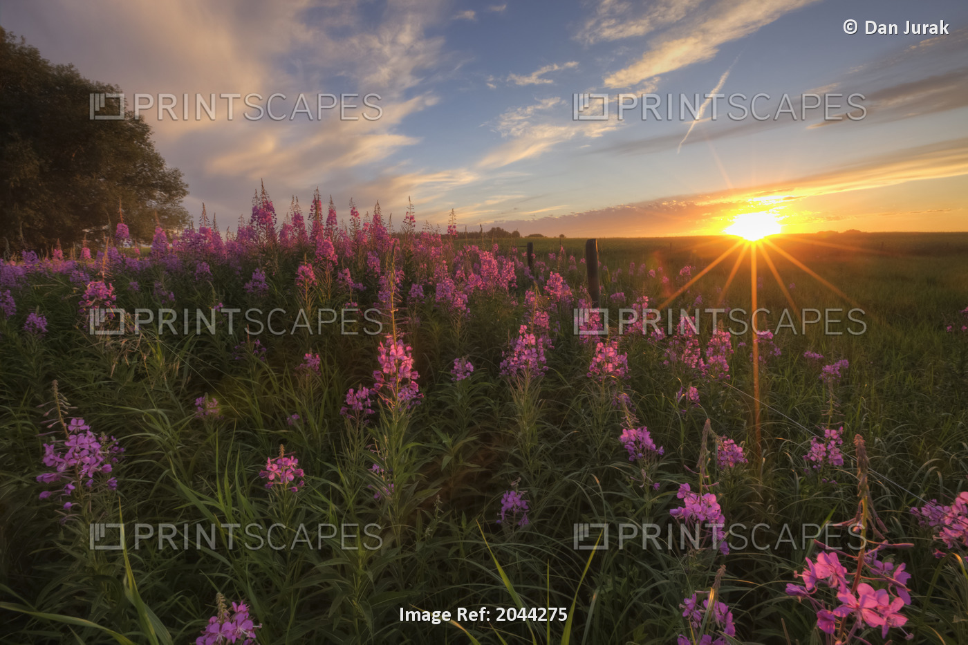 Prairie Wildflowers During Sunset In Central Alberta