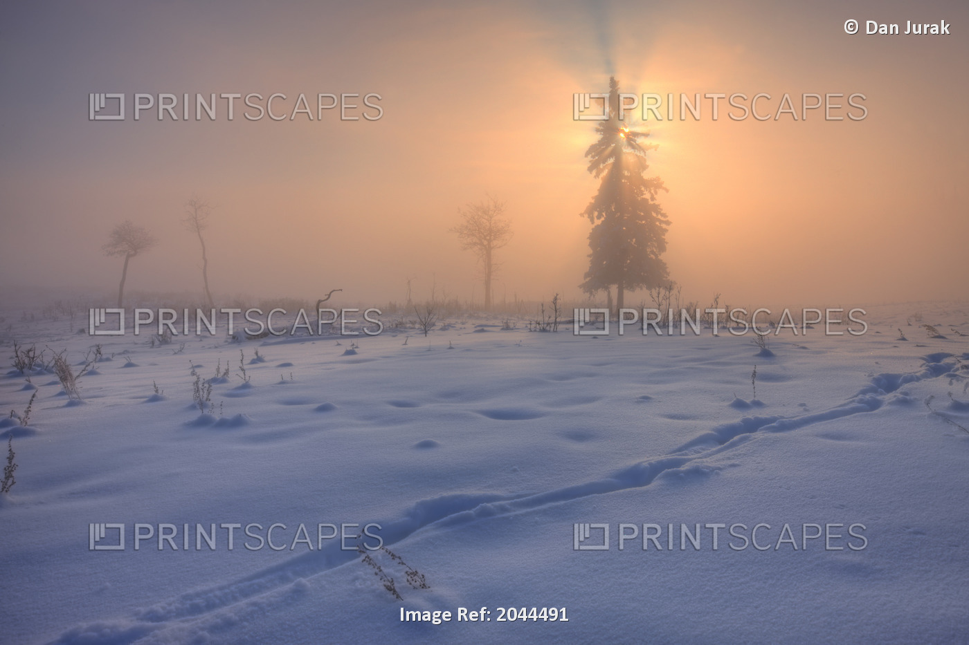 A Foggy Winter Sunrise With A Morning Sun Poking Through A Snow-Covered Spruce ...