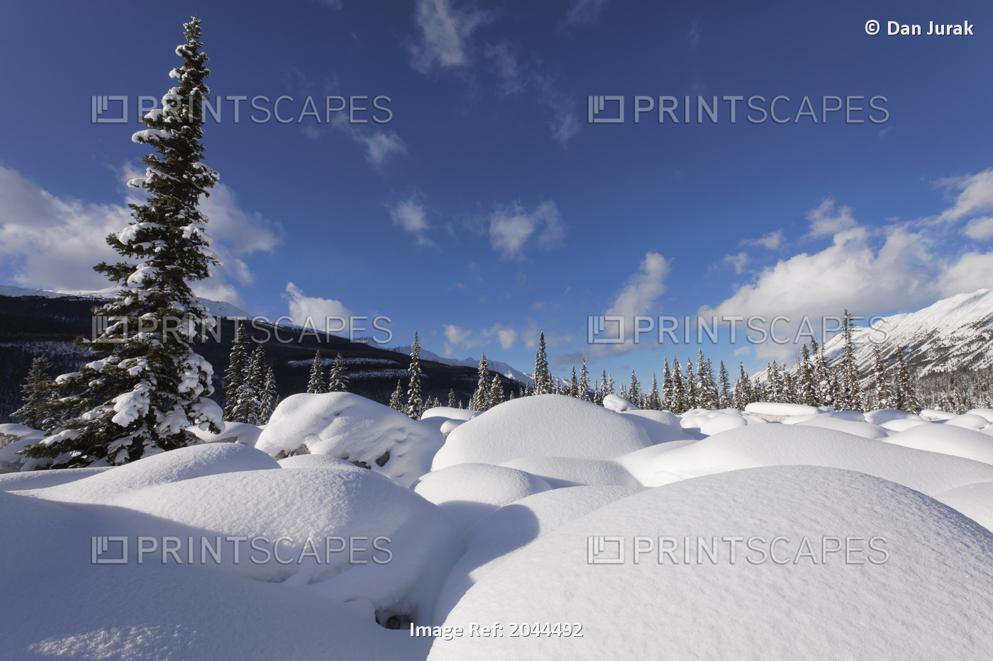 Snow-Covered Boulders And Spruce Trees In The Canadian Rockies In Jasper ...