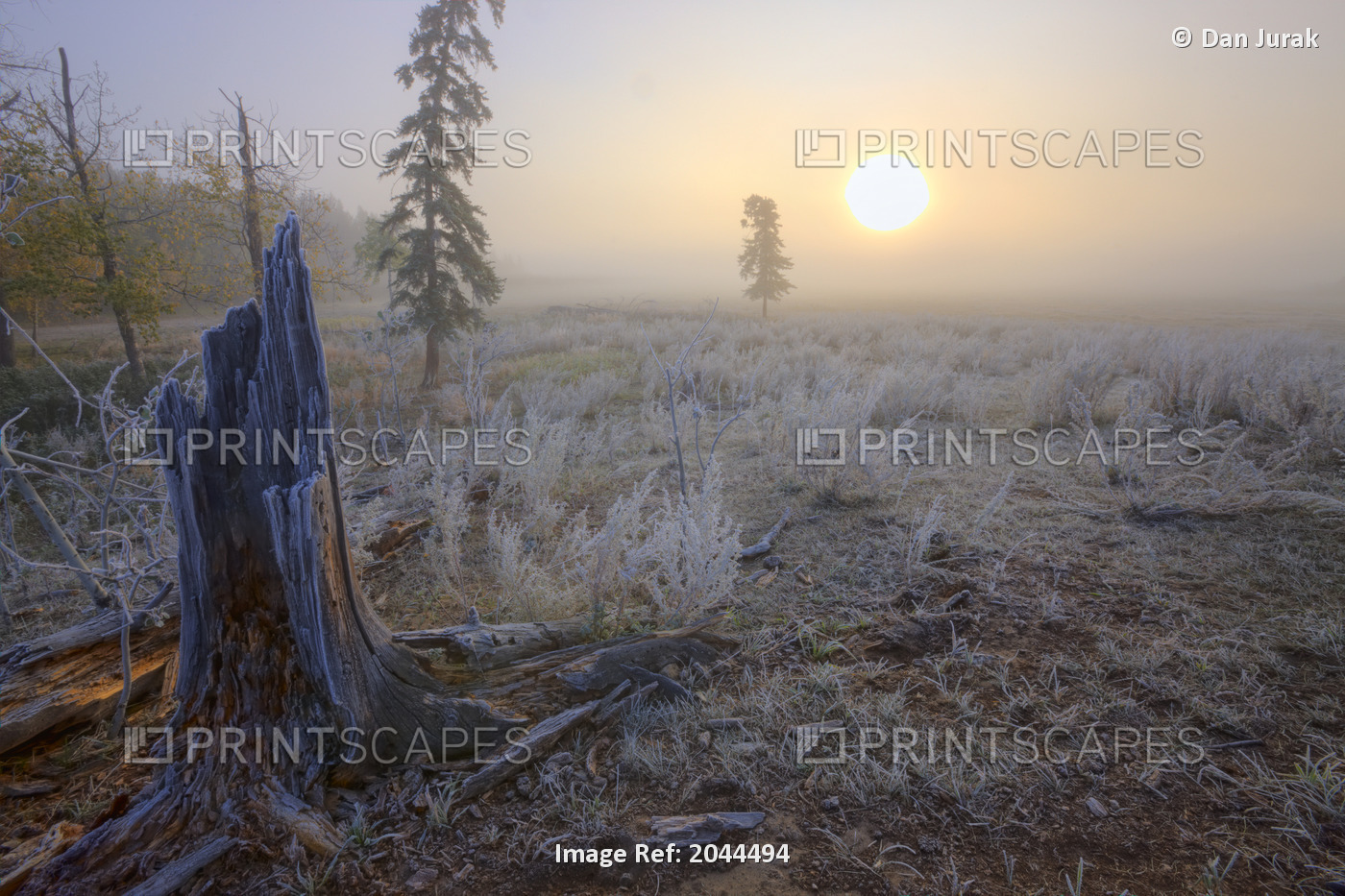 A Foggy Autumn Sunrise On A Hoar Frost Covered Pasture In Central Alberta, ...