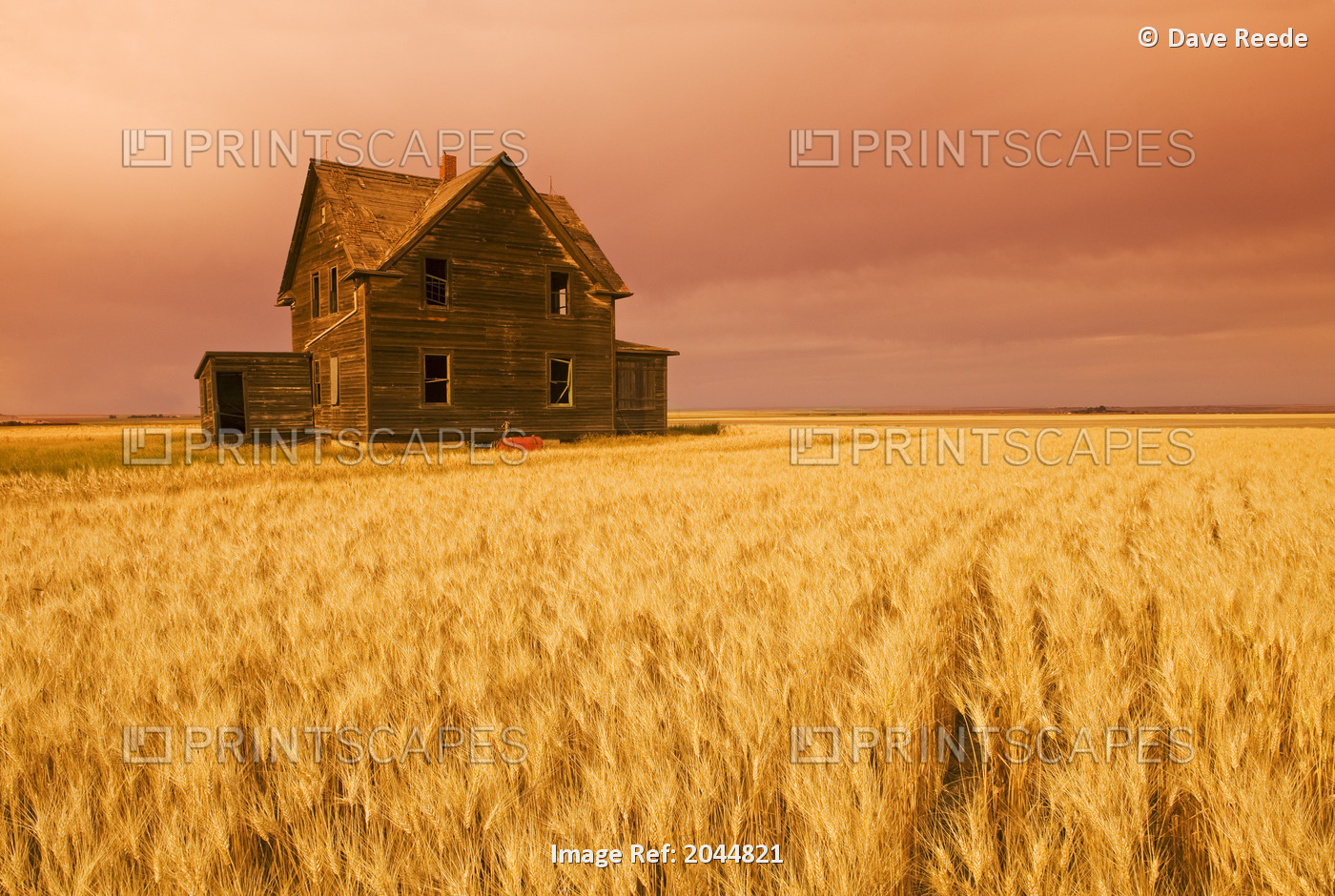 Abandoned Farm House, Wind-Blown Durum Wheat Field Near Assiniboia, Saskatchewan