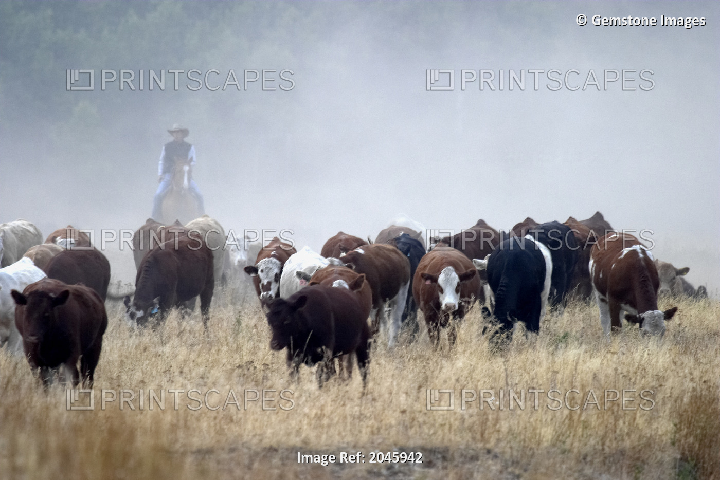 Man Herding Cattle, Pincher Creek, Alberta