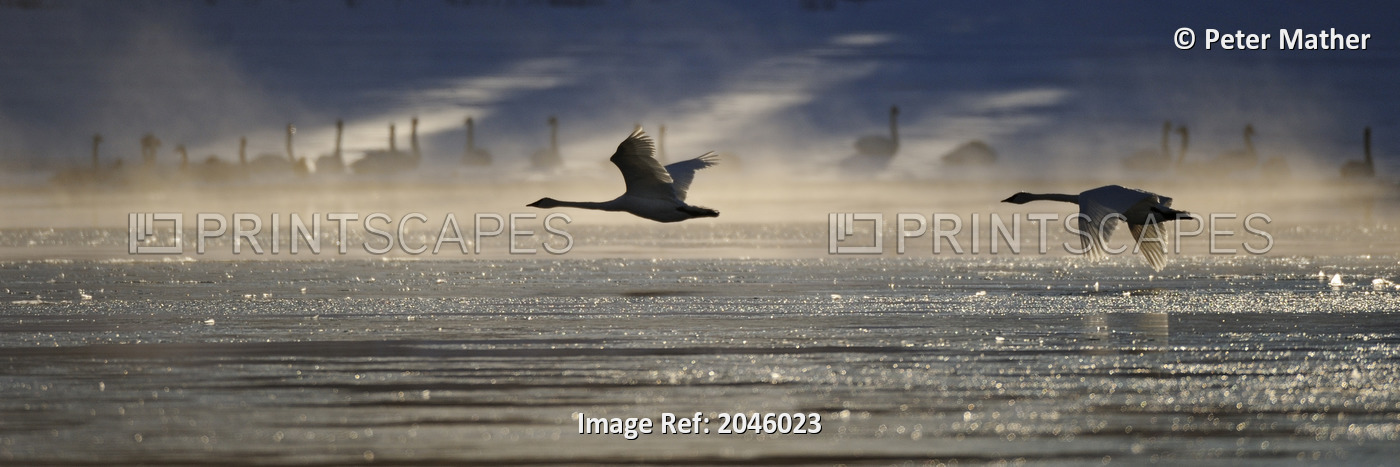 Trumpeter Swan Silhouetted In Flight Near Swan Haven, Yukon Territory