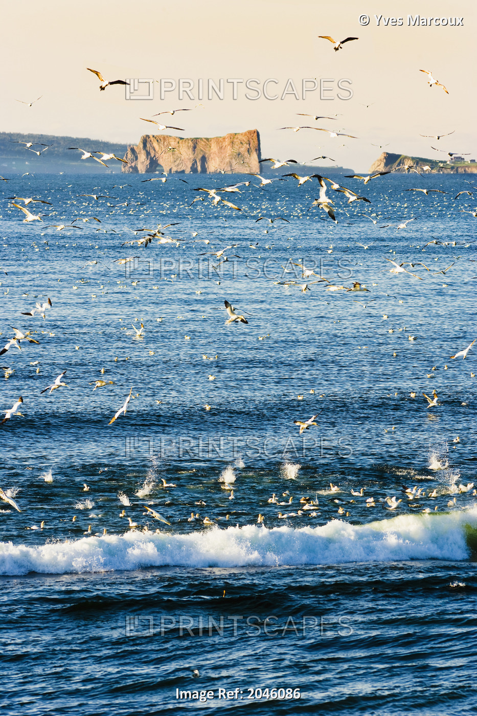 Gannets In Flight And Perce Rock At Sunrise From Barachois, Gaspesie, Quebec