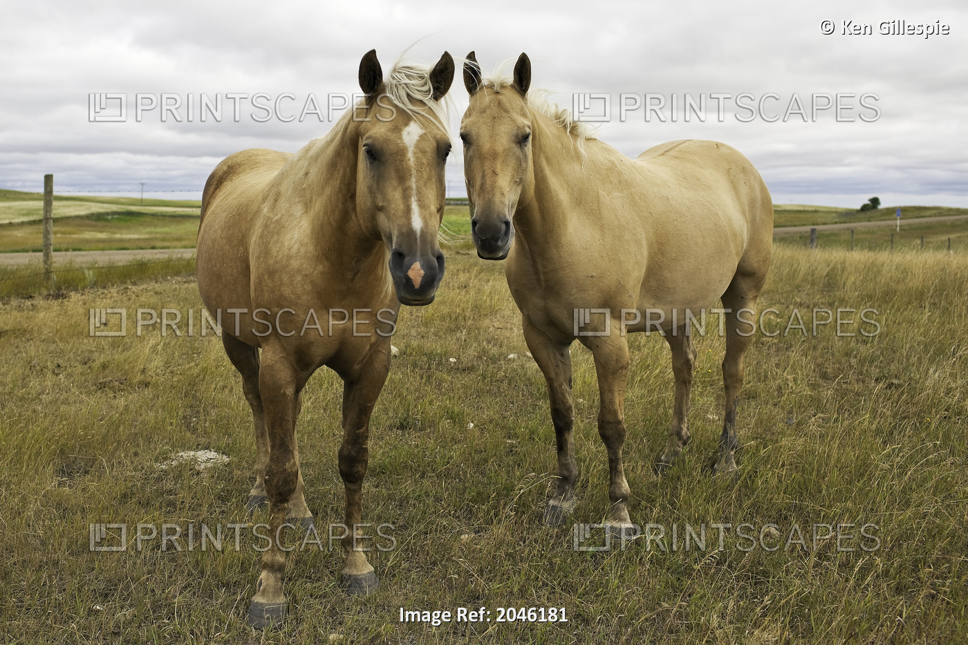 Quarter Horses In Pasture, Big Muddy Badlands, Saskatchewan