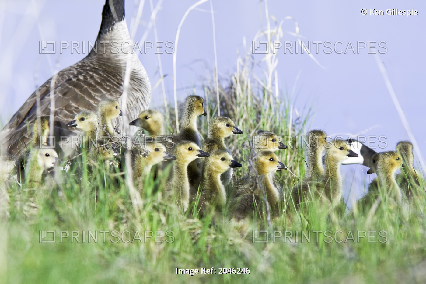 Canada Geese And Goslings In Spring, Oak Hammock Marsh, Manitoba
