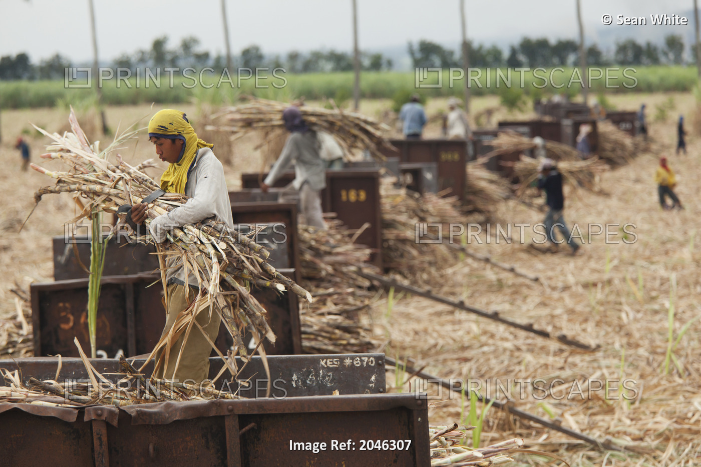 Men Harvest Sugar Cane And Load The Stalks Onto Train Cars Near Bias; Negros ...