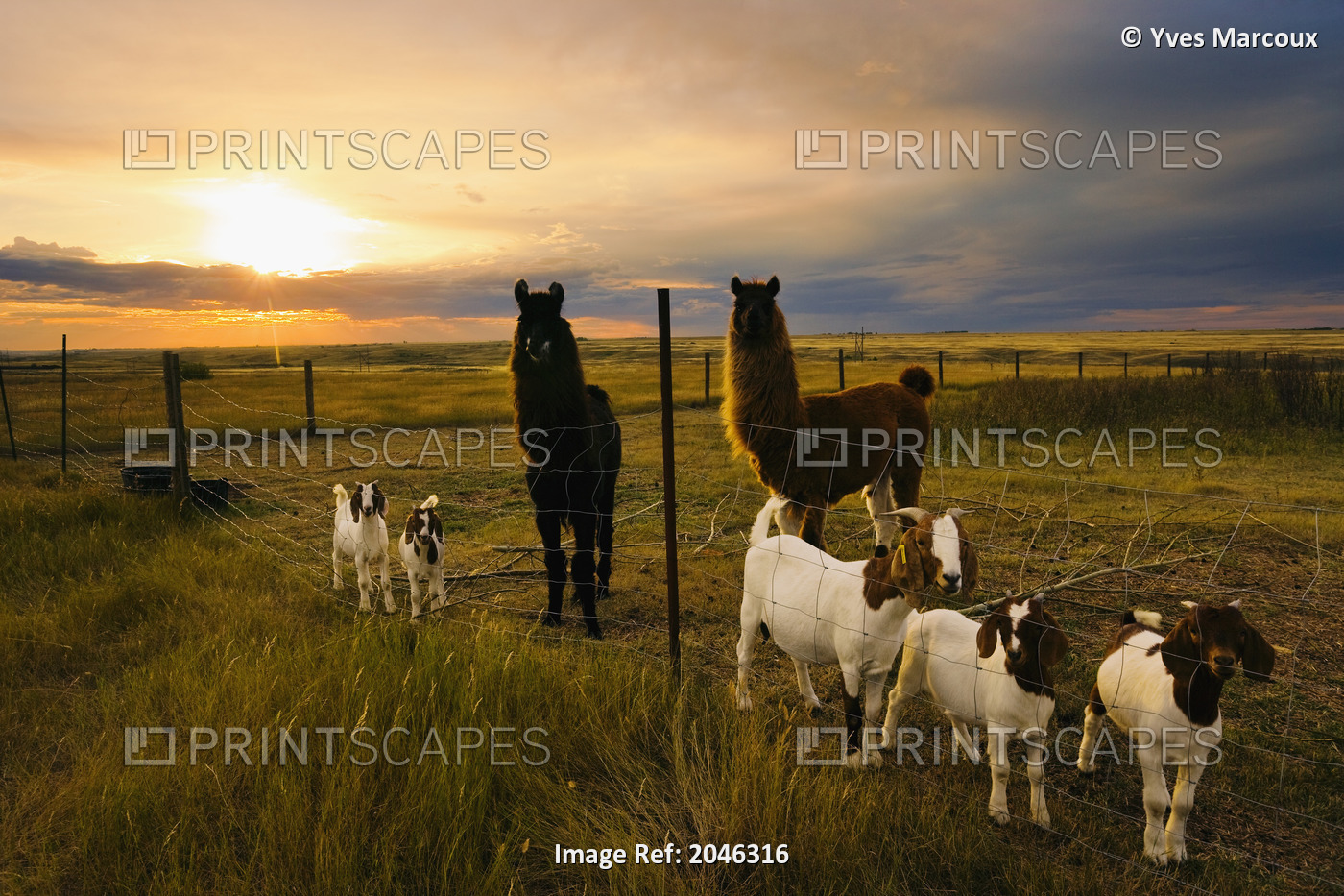 Goats And Llamas In Field At Sunset Near Moose Jaw, Saskatchewan