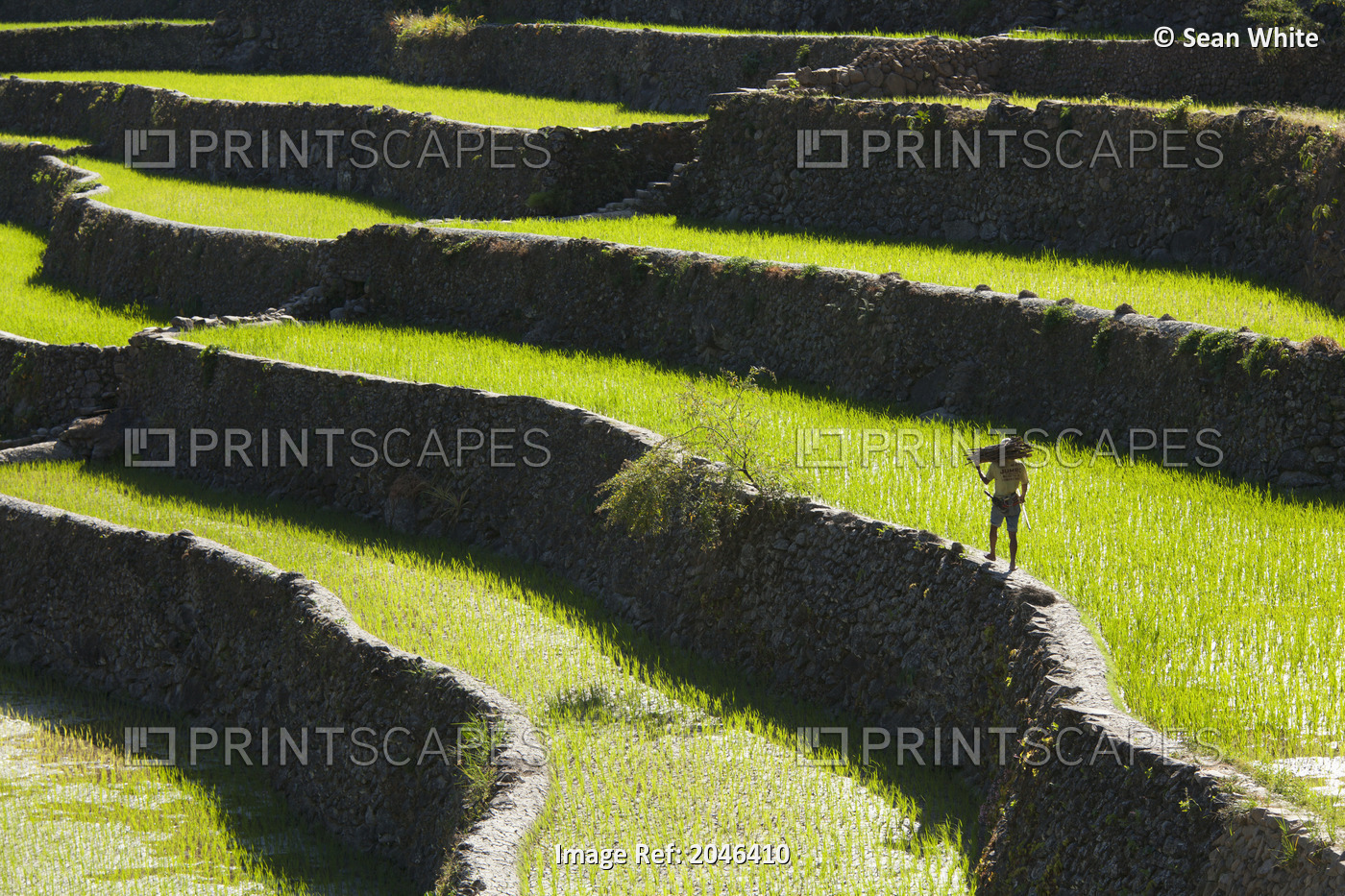 A Farmer Walks Along The Famous Rice Terraces; Batad Northern Luzon Philippines