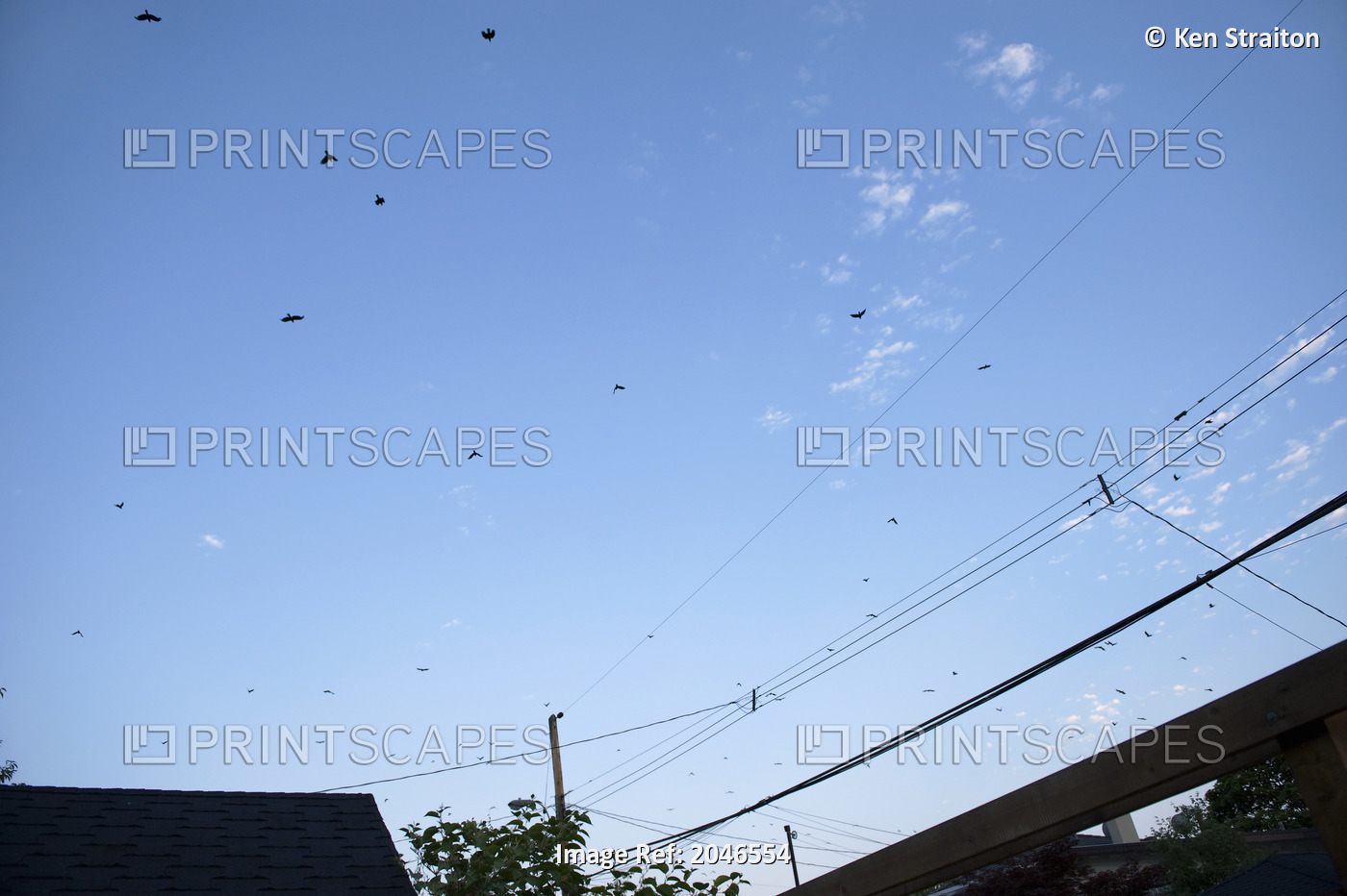 Birds, Power Lines, And Roofs, Vancouver, British Columbia