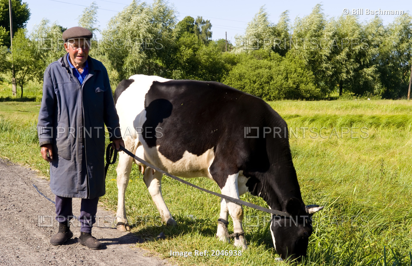 Portrait Of A Farmer With His Cow, Ukraine