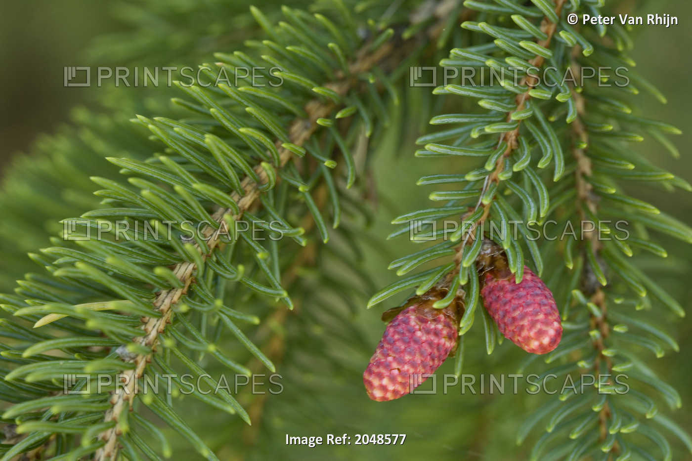 Spruce New Growth, Spring, Close-Up, Ontario Canada