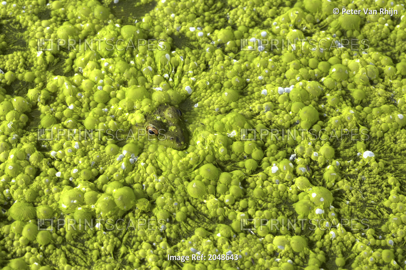 Close-Up Of Frog In Slimy Green Pond, Georgian Bay, Ontario, Canada