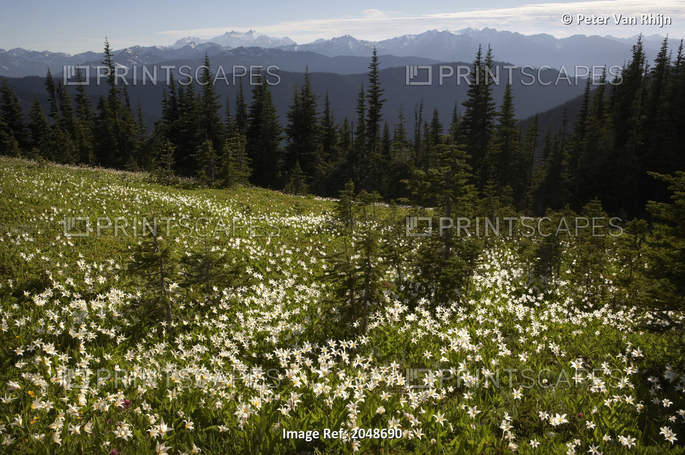 Avalanche Lilies, Mount Olympus, Hurricane Ridge, Washington, Usa