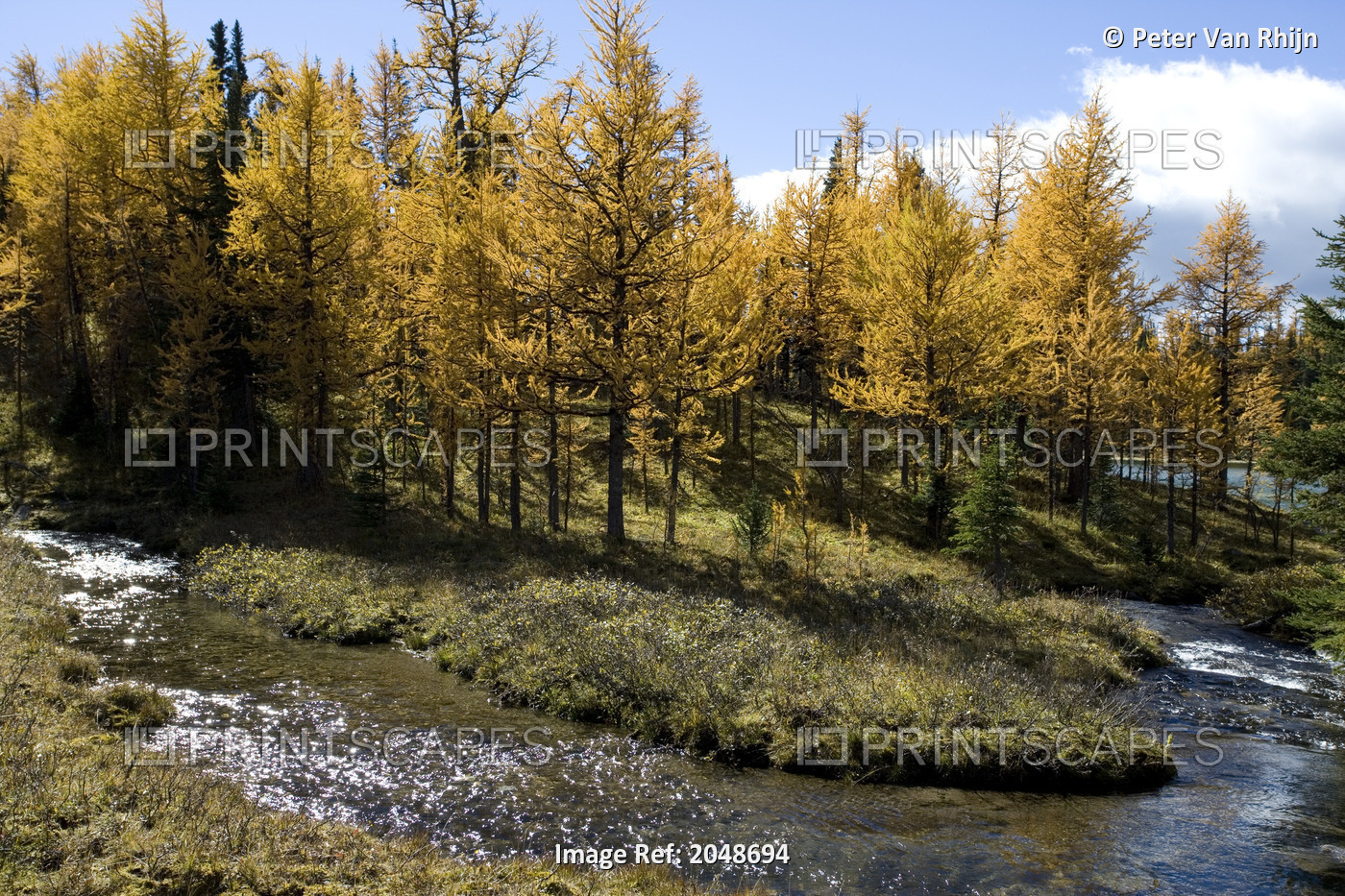 Stream In Front Of Alpine Larch In Autumn, Sunshine Meadows, Alberta Canada