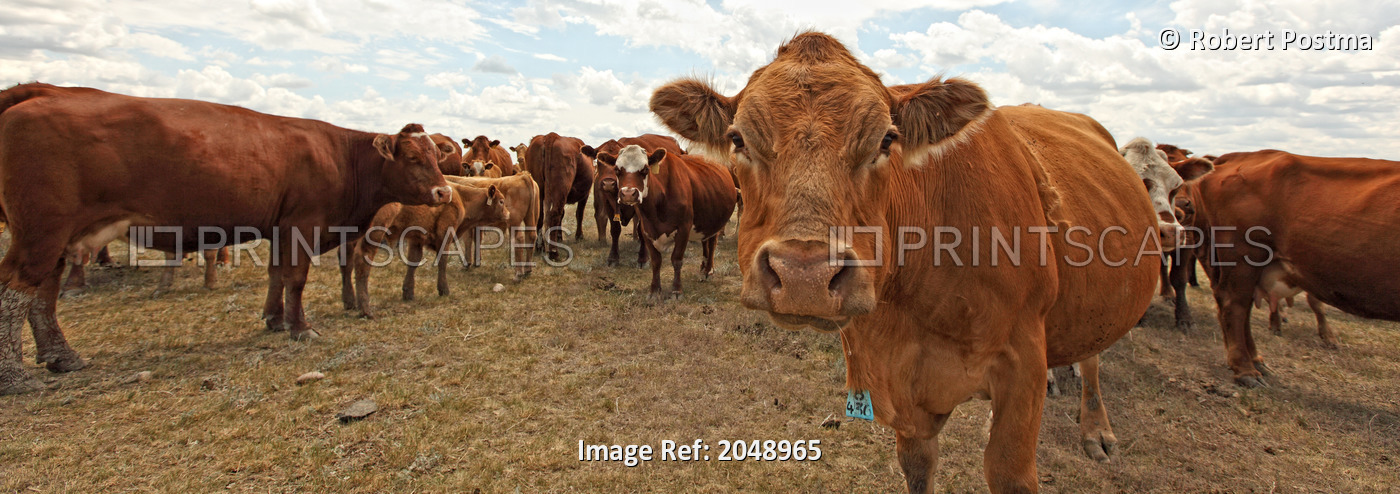 Beef Cattle In A Field, Rural Saskatchewan