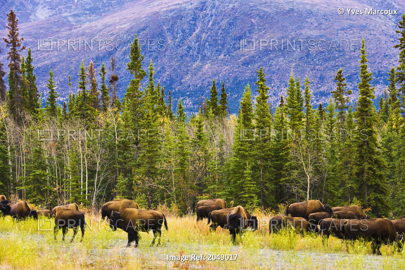 Wild Bison Grazing Along Alaska Highway, Yukon