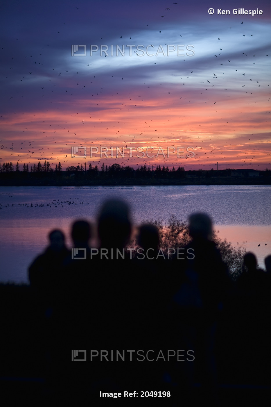 Sunset Birdwatchers At The Annual Fall Migration Of Canada Geese And Ducks At ...