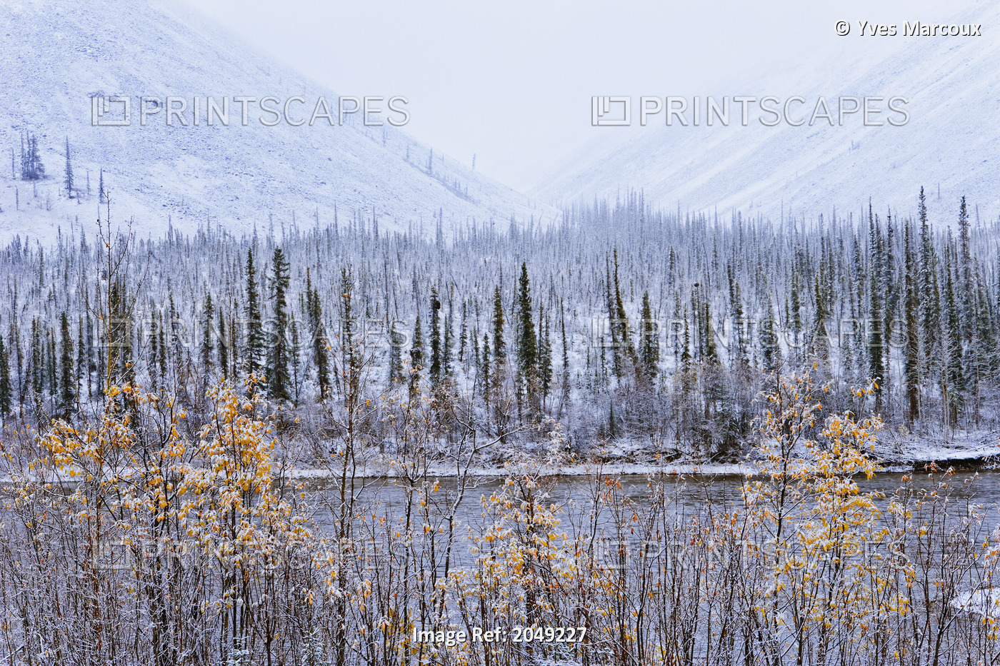 Artist's Choice: Fall Colours And Snow In Ogilvie Mountains, Dempster Highway, ...