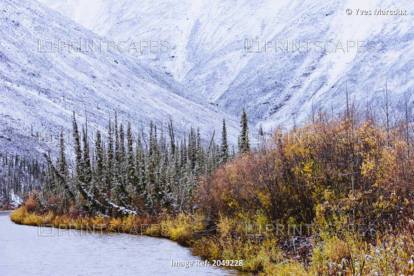 Artist's Choice: Fall Colours And Snow In Ogilvie Mountains, Dempster Highway, ...