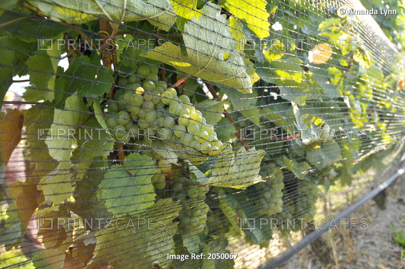Netting Over Ready To Harvest Vineyard Grapes, Beamsville, Ontario