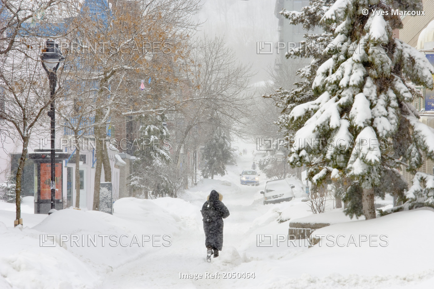 Artist's Choice: Woman Walking In Blowing Snow, Montreal, Quebec