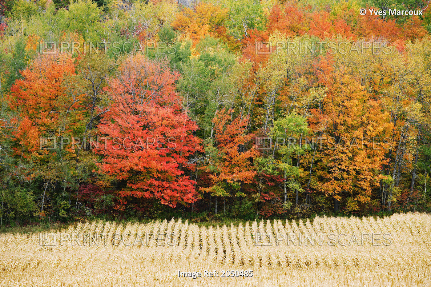 Field And Autumn Trees, Kamouraska Village, Bas-Saint-Laurent Region, Quebec