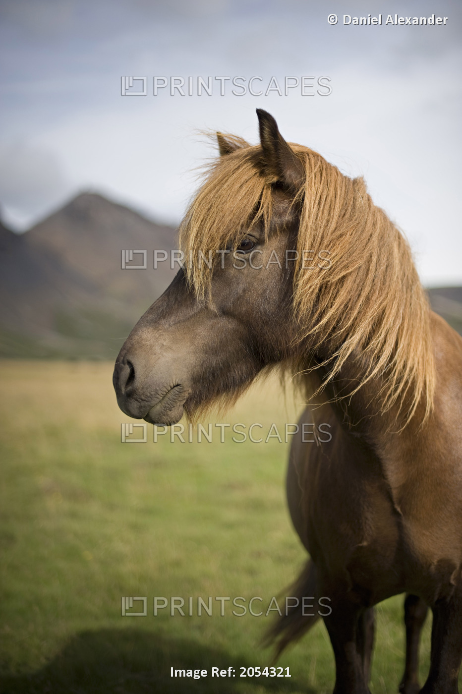 Icelandic Horse Along Golden Circle; Iceland