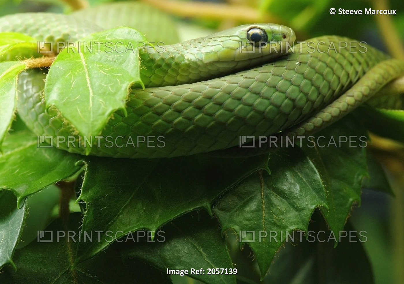 Smooth Greensnake (Captive), Liochlorophis (Opheodrys) Vernalis, Ecomuseum, ...