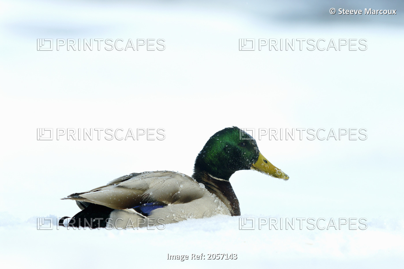 Mallard Duck In Winter, Anas Platyrhynchos, Beauharnois, Quebec, Canada