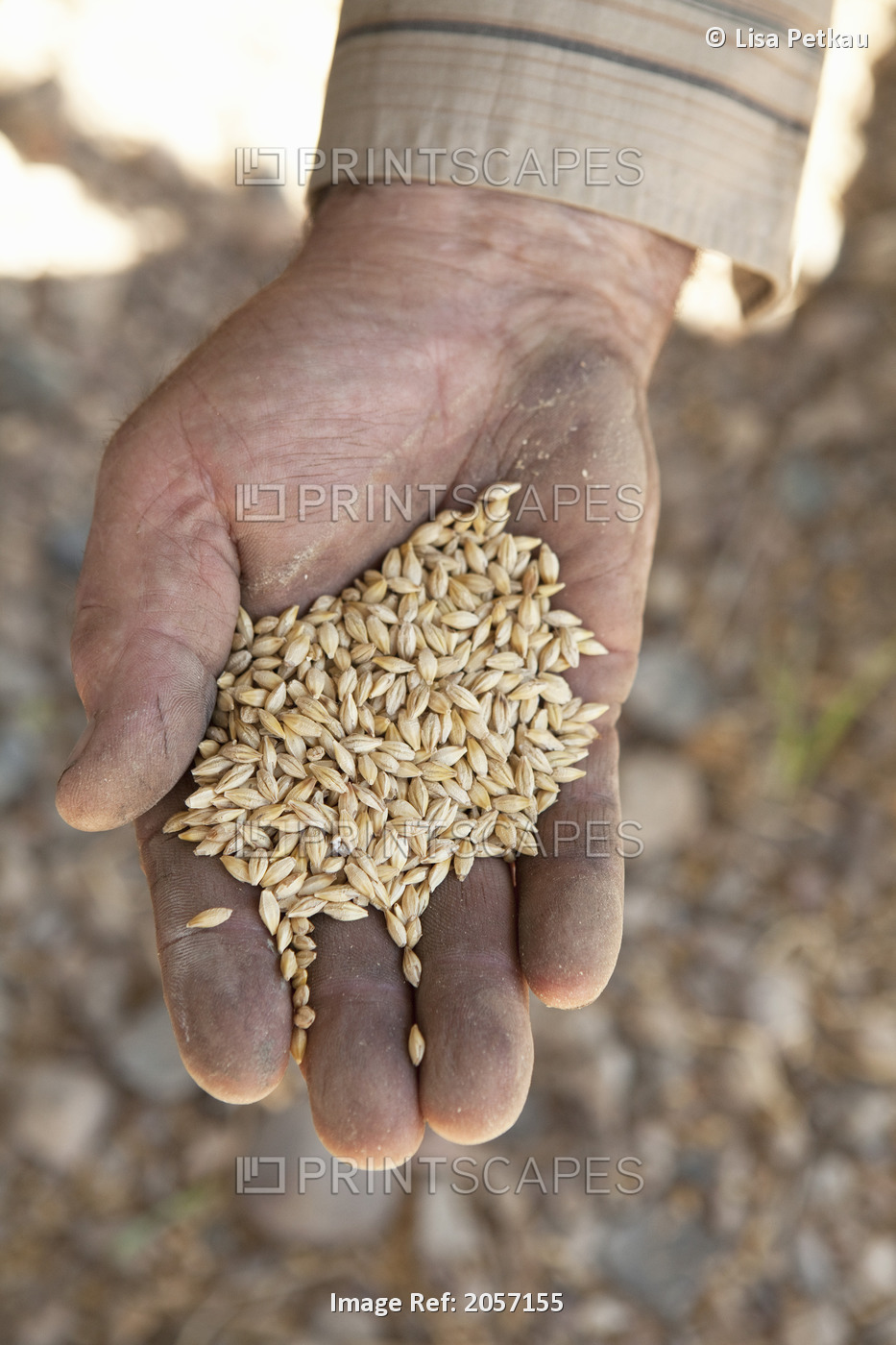 Farmer Holding Grain. Munson Alberta