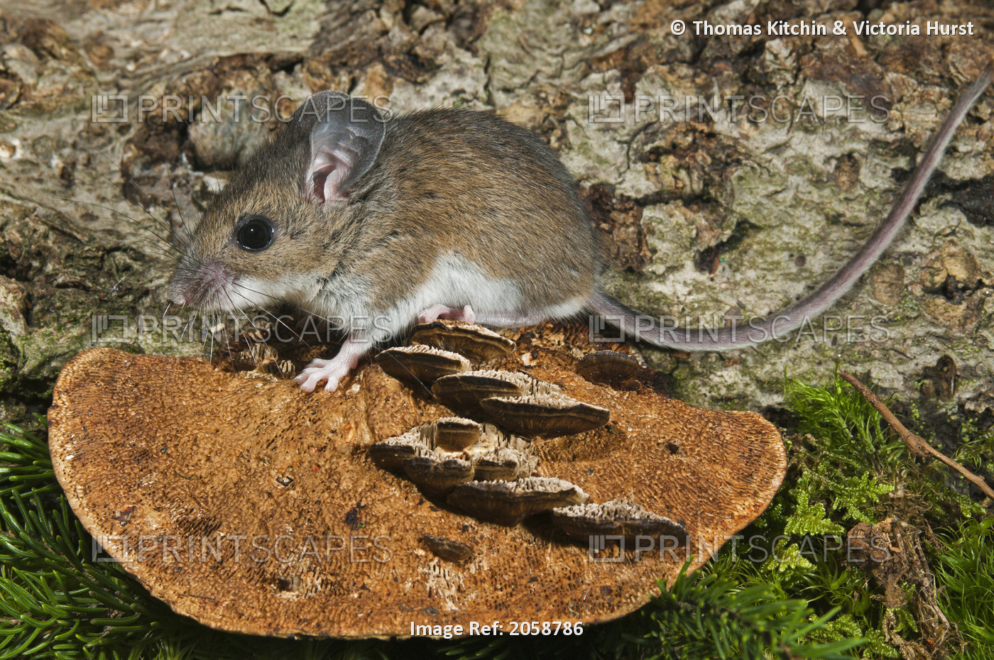 Deer Mouse (Peromyscus Maniculatus) Native North American Rodent Ranges From ...