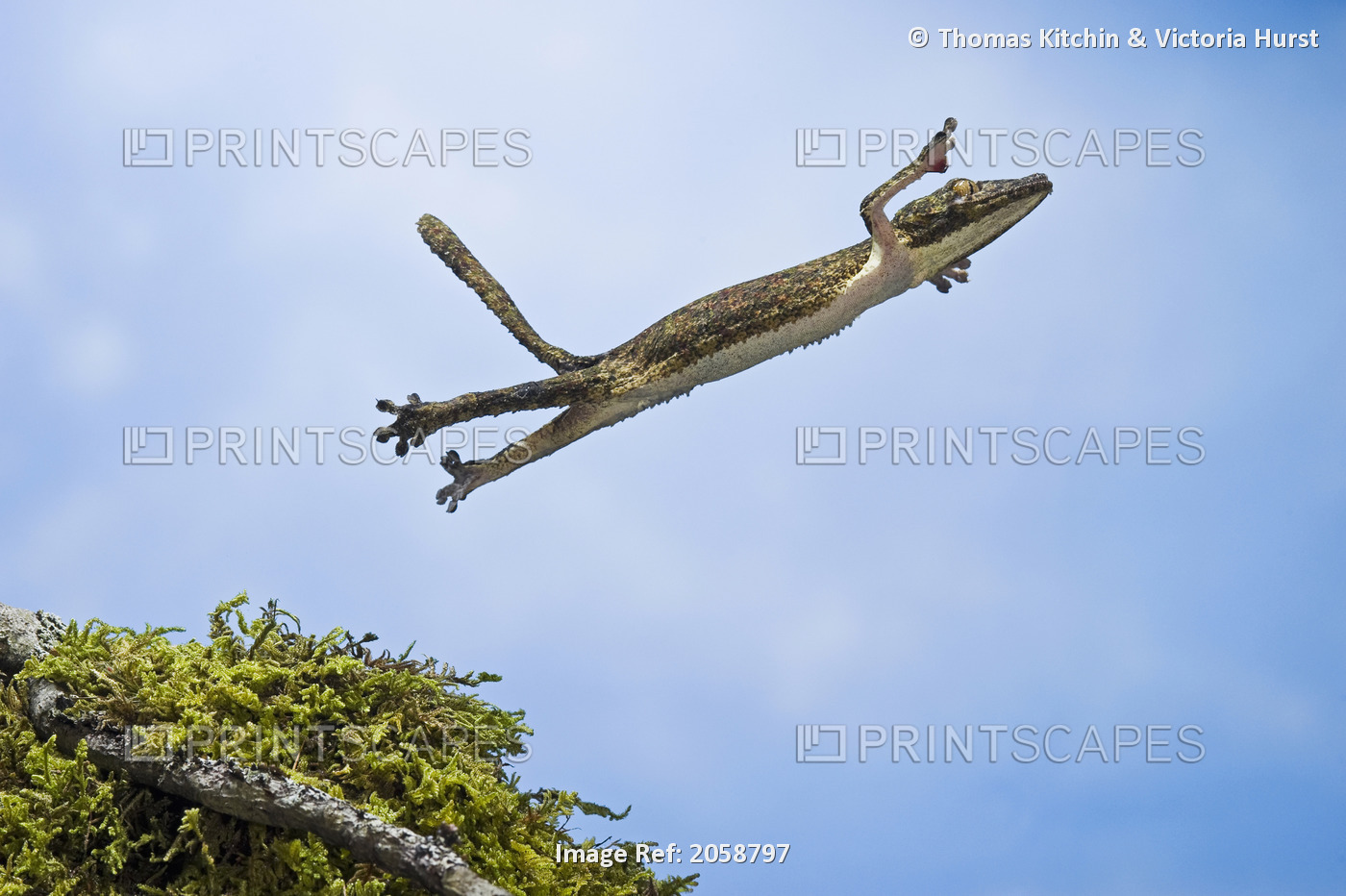Henkel's Leaf-Tail Gecko (Uroplatus Henkeli) Is A Member Of The Malagasy ...