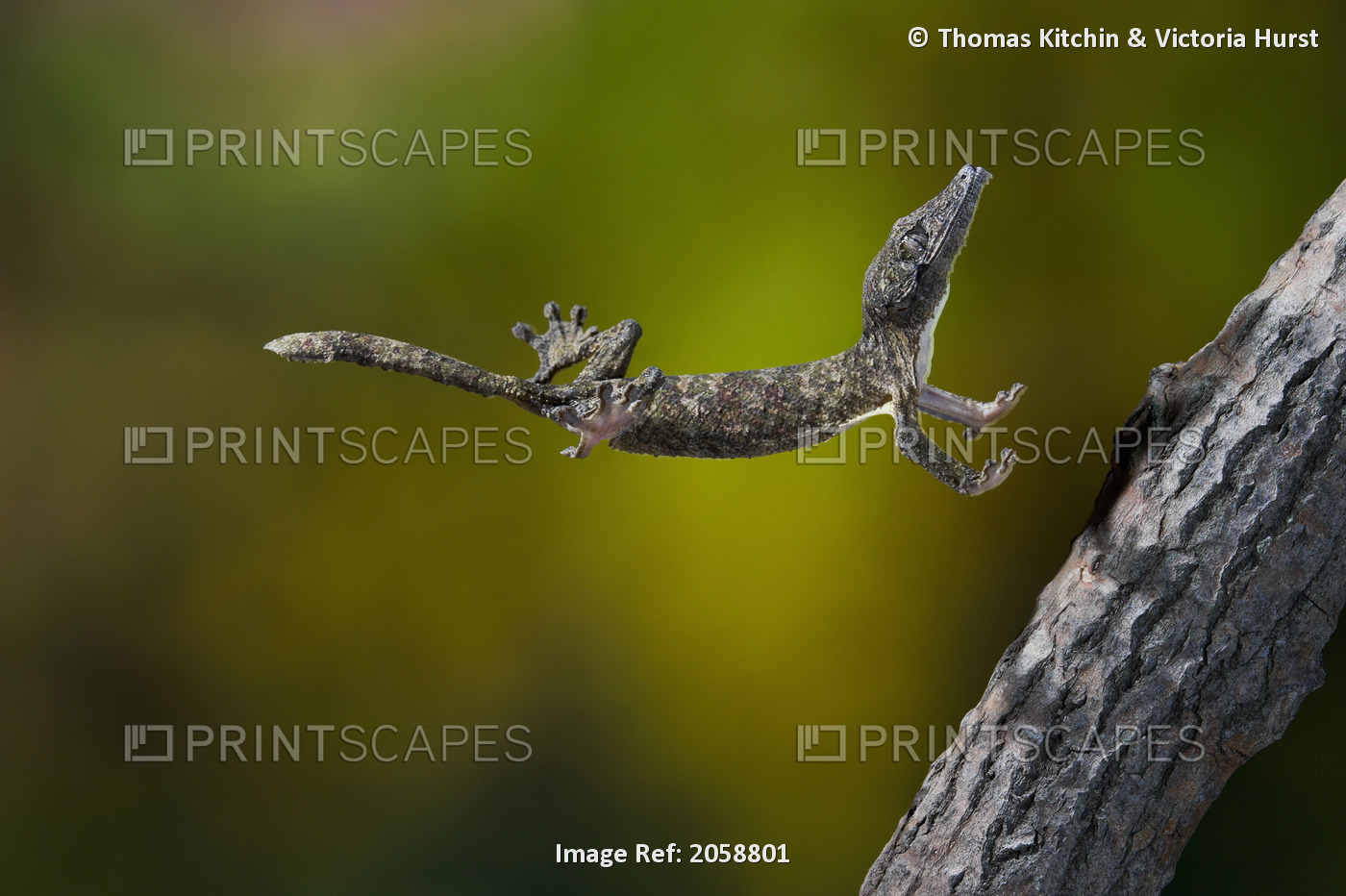 Henkel's Leaf-Tail Gecko Is A Member Of The Malagasy Leaf-Tail Group ...