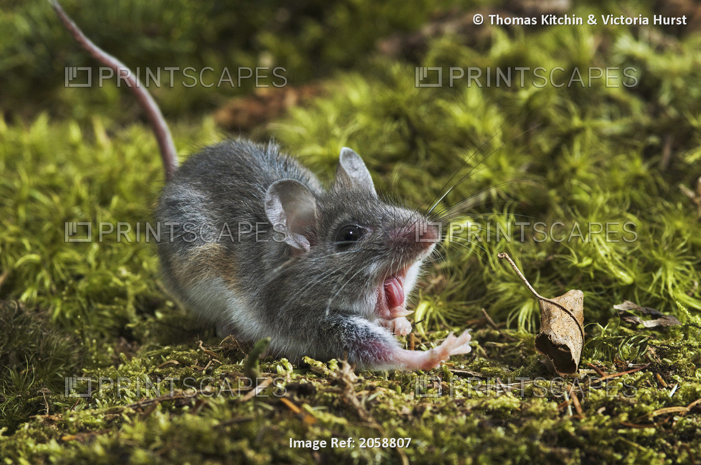 Deer Mouse (Peromyscus Maniculatus). The Deer Mouse Is Almost Completely ...