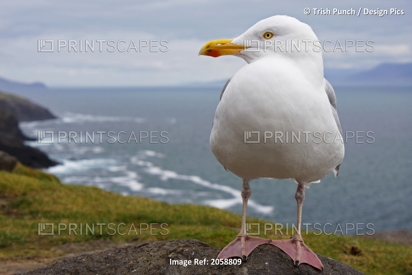 European Herring Gull (Larus Argentatus) Perched On A Rock On Slea Head On The ...