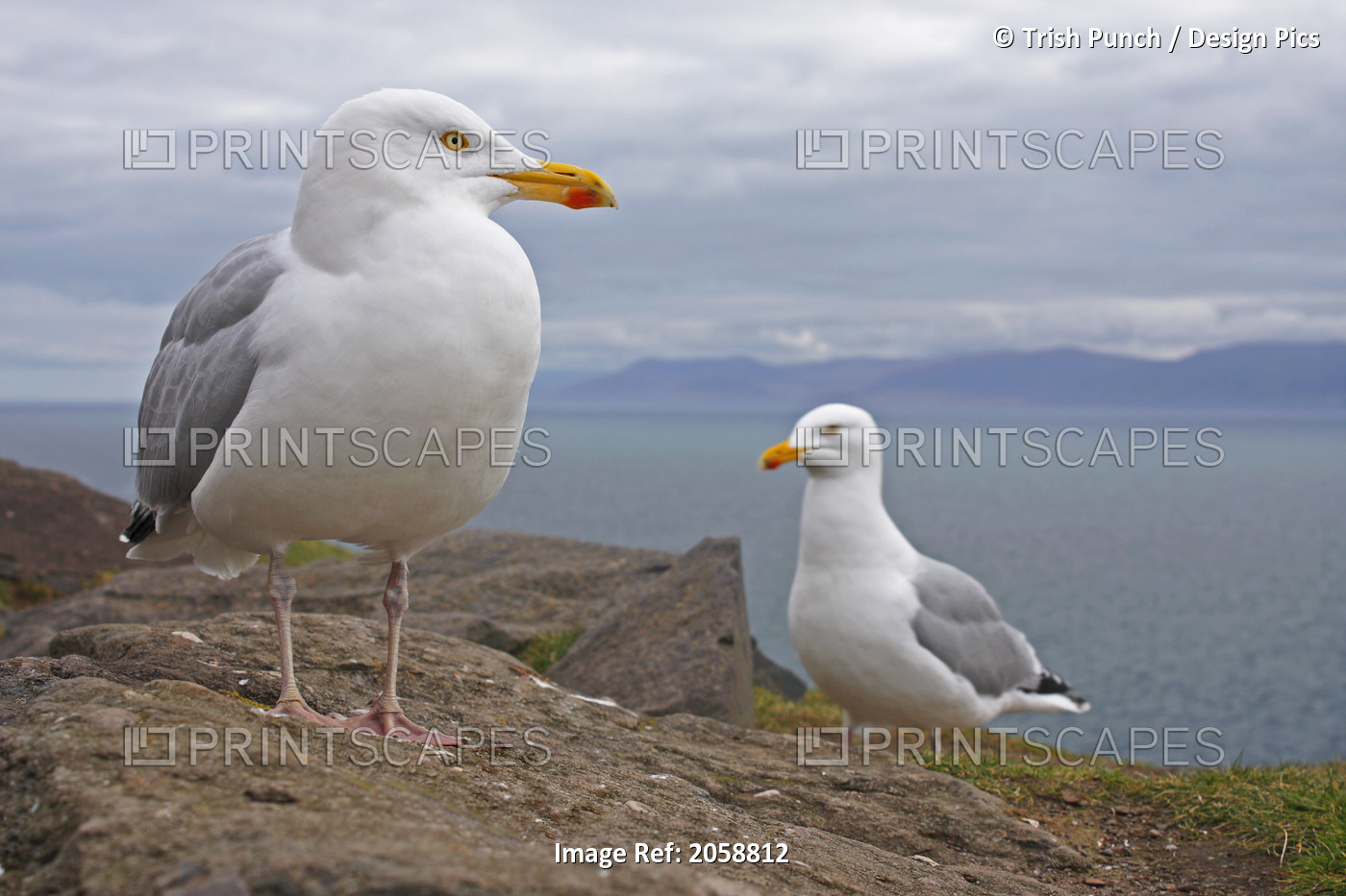 Seagulls On Slea Head On The Dingle Peninsula; County Kerry, Munster, Ireland