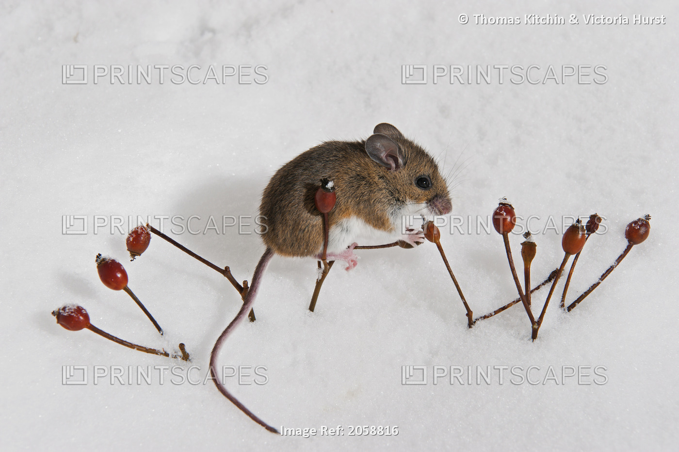 Deer Mouse (Peromyscus Maniculatus) Forages Rose Hips On Sunny Winter Day. ...