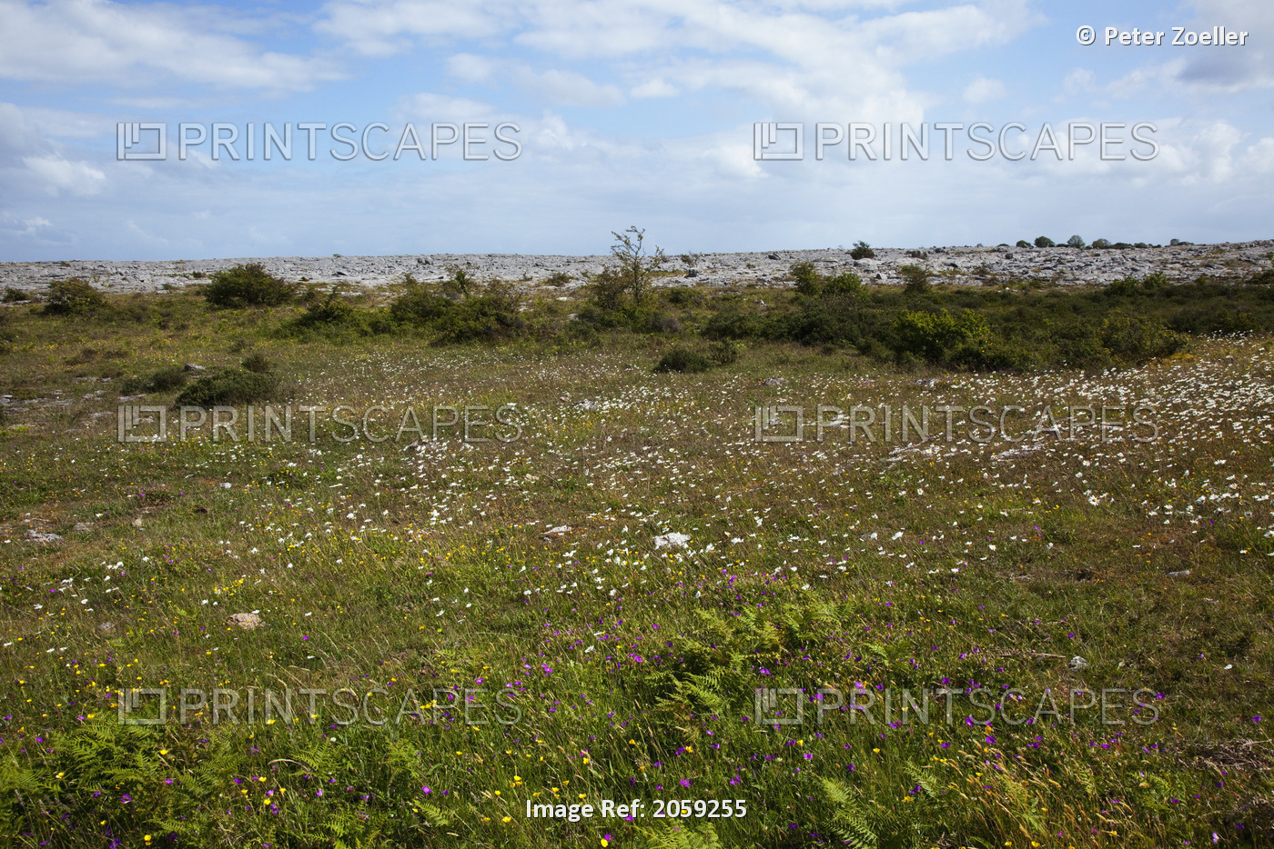 White Wildflowers Growing In A Field; The Burren, County Clare, Ireland
